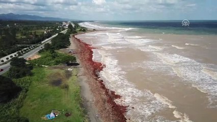 Selin Denize Sürüklediği Fındık Ağaçları Havadan Görüntülendi