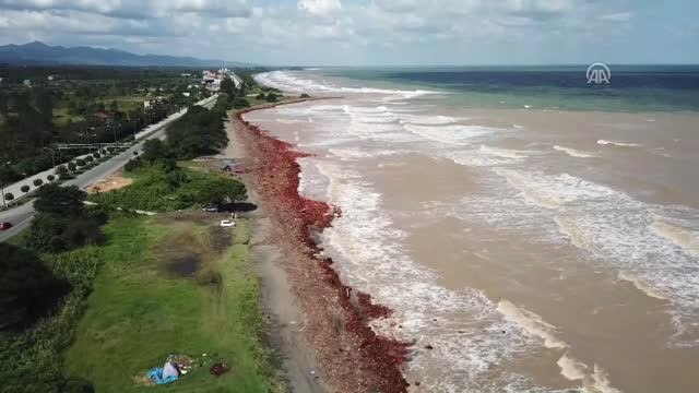 Selin Denize Sürüklediği Fındık Ağaçları Havadan Görüntülendi