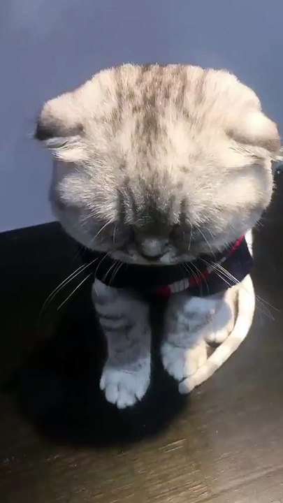 Letting the cat see your home is a sin