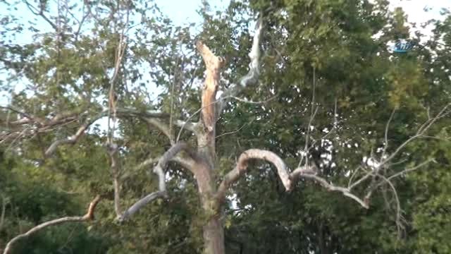 Gezi Parkında Faciaya Ramak Kala