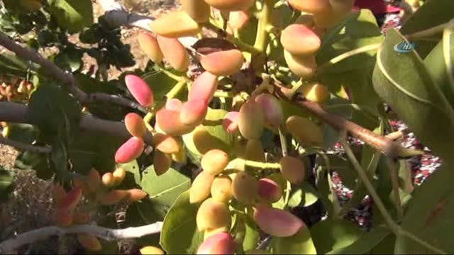 Silifke'de Çilek Üreticileri Antep Fıstığına Yöneldi