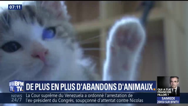 Les abandons d'animaux battent des records cet été