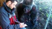 Ce gorille adore les iPads... Adorable