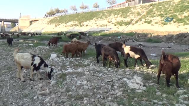 Suyu Çekilen Asi Nehri Küçükbaş Hayvanların Mekanı Oldu