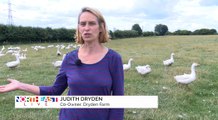 Meet Judith Dryden from Dryden Farms!
