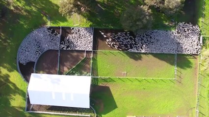 Un drone capture les mouvements d'un troupeau de mouton : magnifique