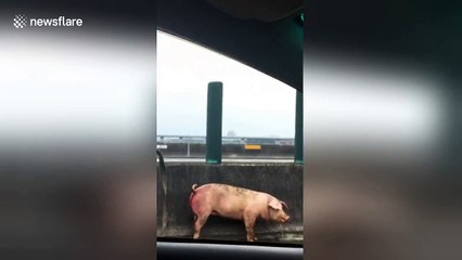 Runaway pig caught on motorway, adopted by highway worker