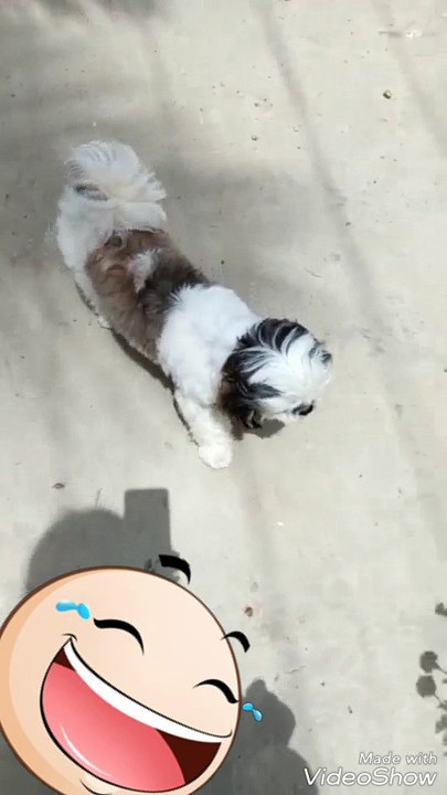 Puppy  dog y walk
