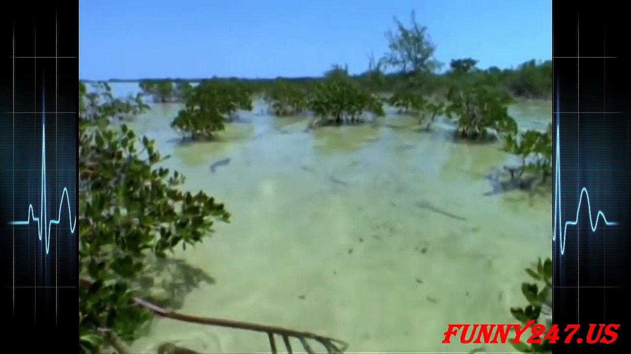 All about sharks - Lemon Shark Giving Birth ☆ Animals Giving Birth