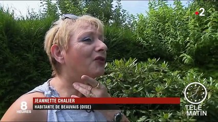 Le frelon asiatique fait son nid