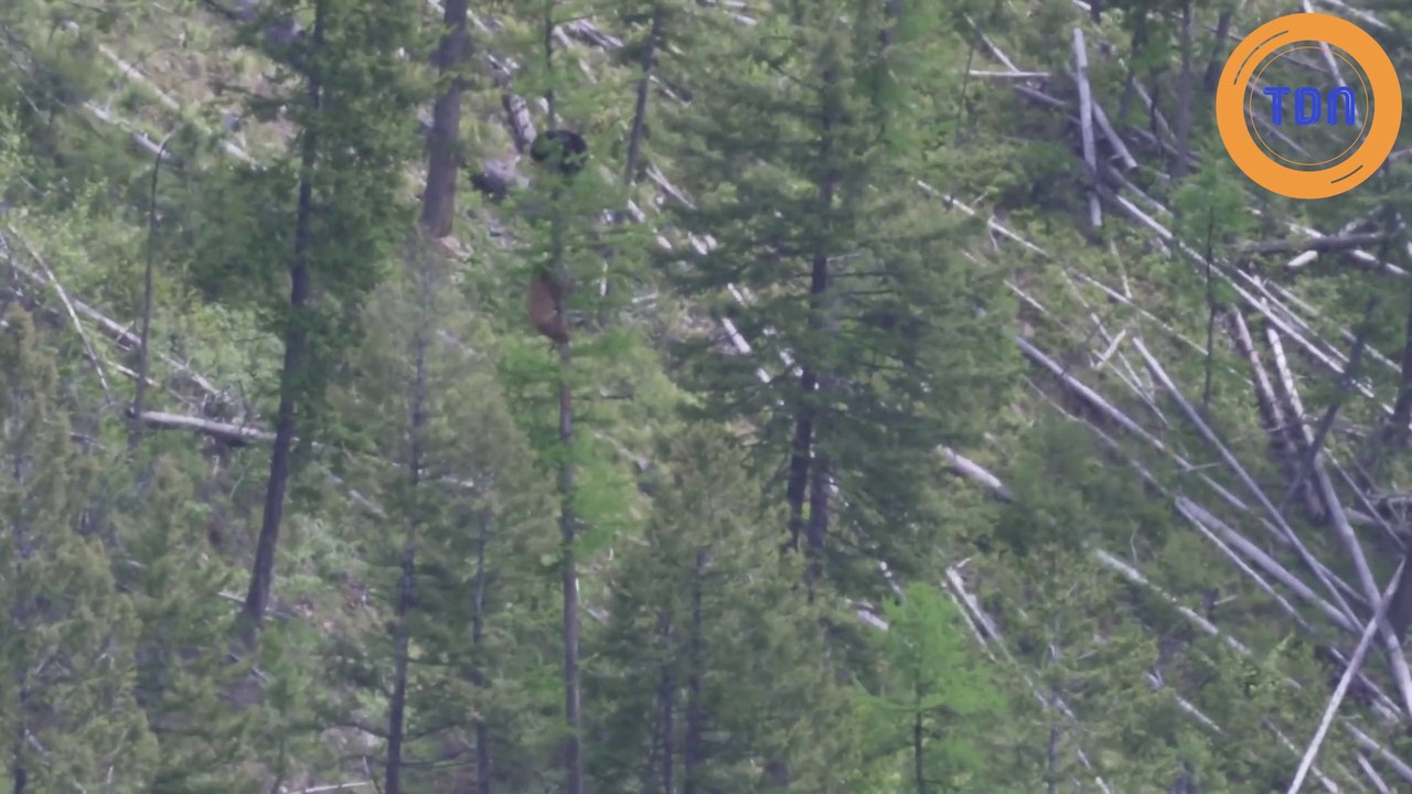 Ours femelle vs Ours mâle dans un arbre !