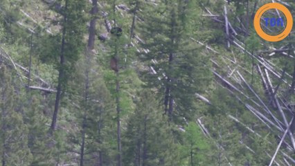 Ours femelle vs Ours mâle dans un arbre !