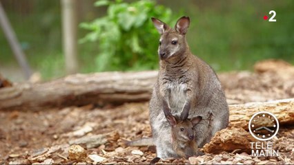 Made in France - Parcs animaliers