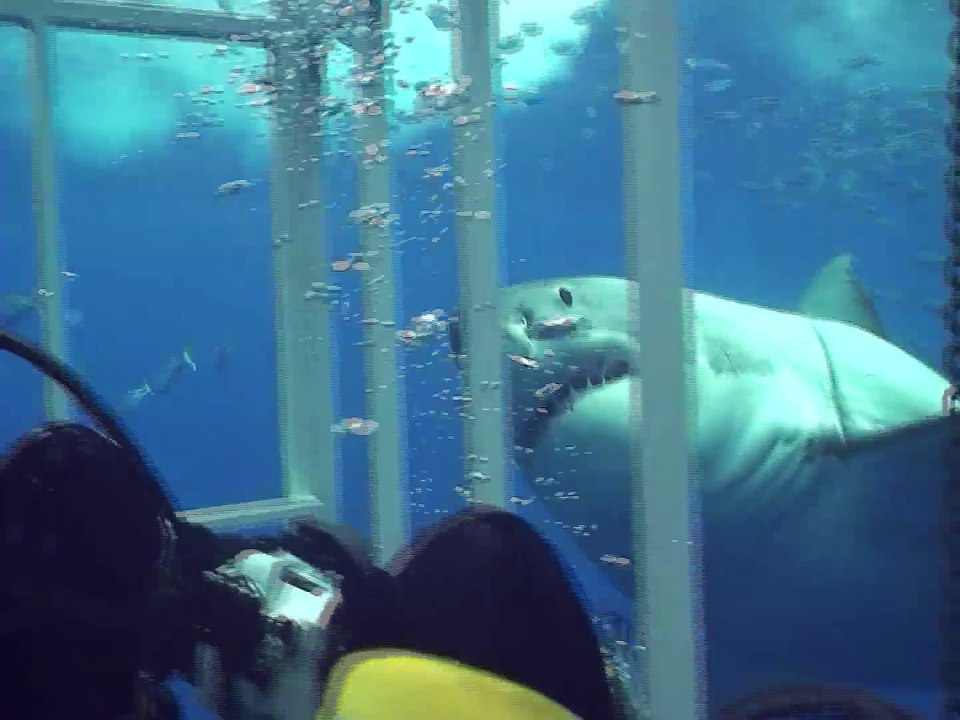 All About Sharks - Great White Shark chomping on my cage off Guadalupe Mexico