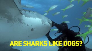 All About Sharks - Sharks Love To Be Petted - They're Like Dogs