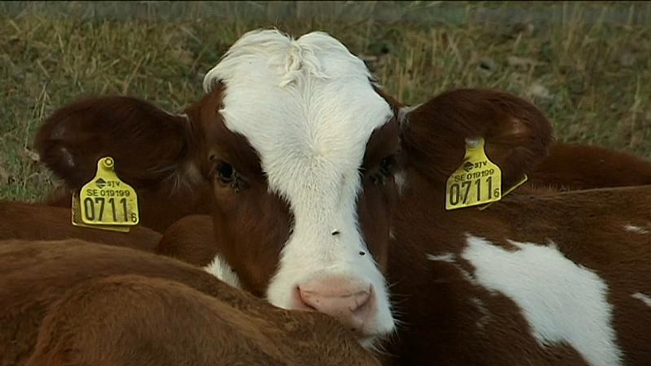 Hitze setzt Ökobauern zu