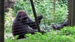 Rescued Gorilla Uses Stick to Help Reach Some Tasty Greens Outside Her Enclosure