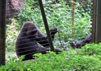 Rescued Gorilla Uses Stick to Help Reach Some Tasty Greens Outside Her Enclosure