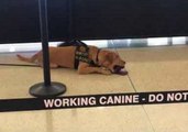 Security Dog Enjoys a Well-Deserved Break