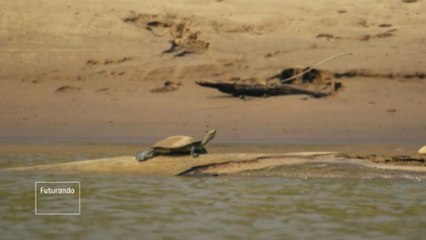 Tartaruga amazônica corre o risco de extinção