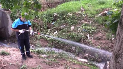 Kocaeli'de Asya Kaplan Sivrisineği Alarmı