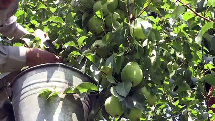 'Armutta Rusya ve Avrupa'ya önemli ihracatlar gerçekleşecek' - BURSA