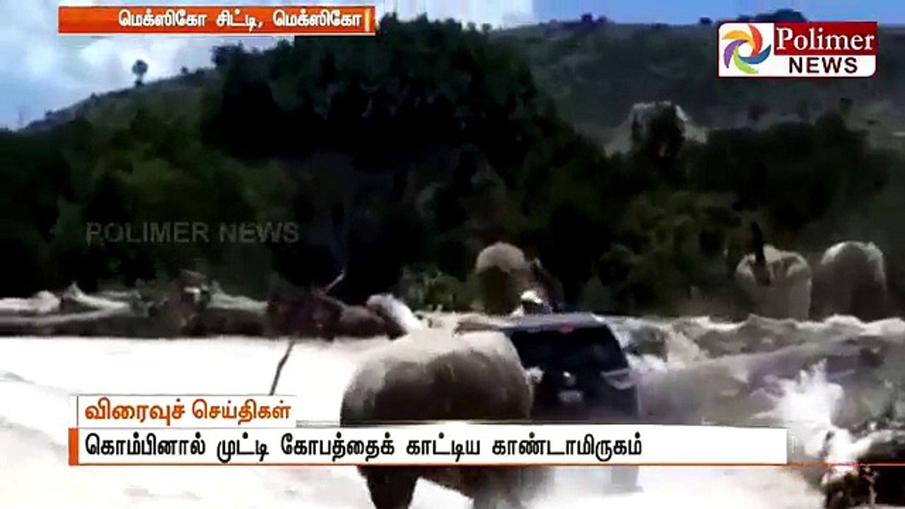The Rinocerous attacked the car in the Zoological Park