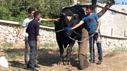 İki tonluk boğa otomobil fiyatına alıcı bekliyor