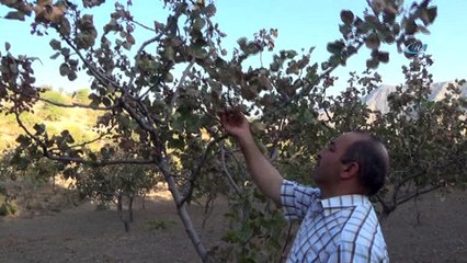 Siirt fıstığı bahçede yandı...Üretici fiyatların yükselmesinden endişeli