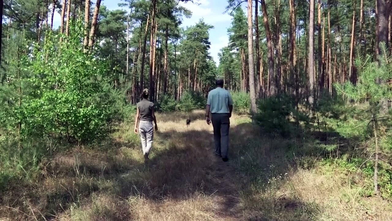 Deutscher Wald wegen Dürre 'trocken wie Tabak'