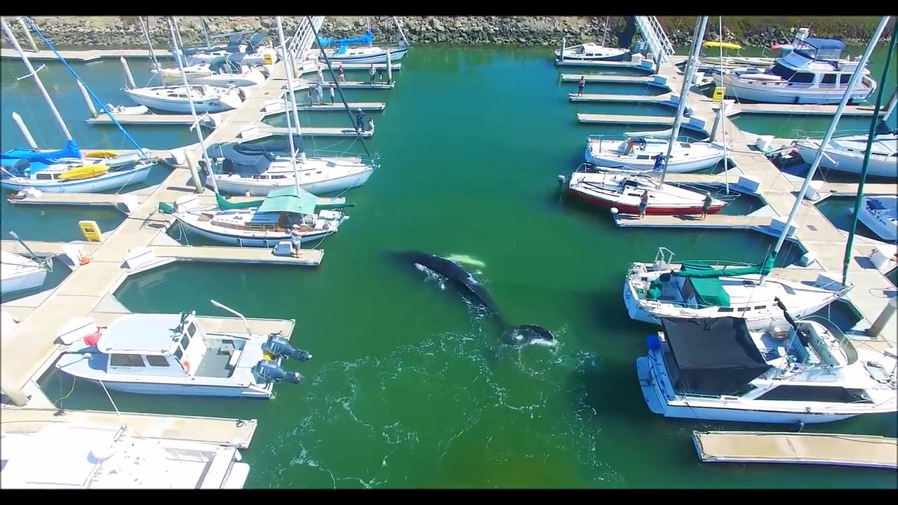 Cá voi lưng gù bị lạc nhiều giờ ở bến du thuyền, người dân phải dùng cách này để giúp chú "về nhà"