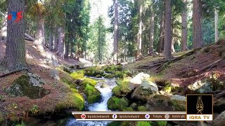 Need for Reforestation in Pakistan | Environment Pollution