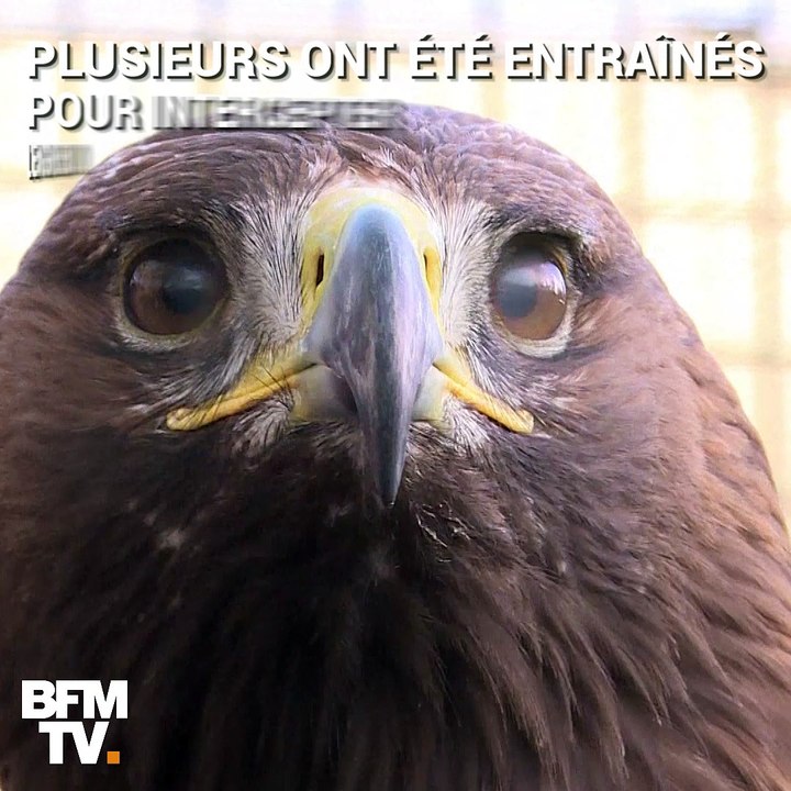 Aigle, filet ou brouilleur: 3 armes pour neutraliser un drone malveillant