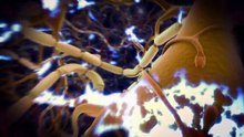 Mon histoire d'amour avec le cerveau