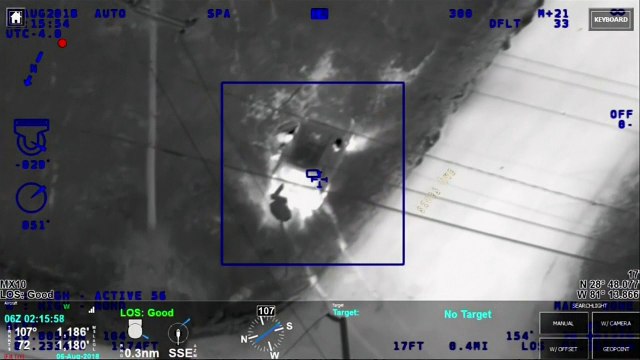 Cows lend helping hoof to US police as they chase suspect