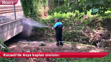 Kocaeli'de Asya kaplan sivrisineği alarmı