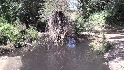 Biriktirme havuzundan dereye hayvan gübresi sızıntısı - KIRKLARELİ