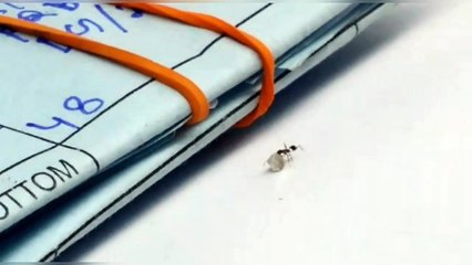 Ant Stealing a Diamond