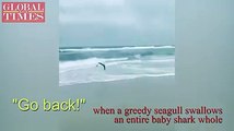 Video taken by Sean Wells shows a bizarre moment when a greedy seagull swallows an entire baby shark whole before he could offer any help. (Video: VCG)