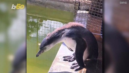 Baby Penguin Gets First Swimming Lesson in Adorable Video