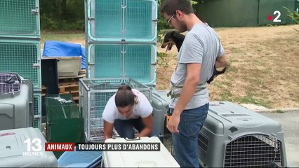 Les abandons d'animaux battent des records cet été