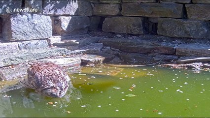 Rare footage of tawny owl cooling down in pond in daylight