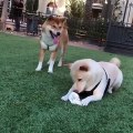 Clever Shiba Inu outsmarts friend in order to steal cup