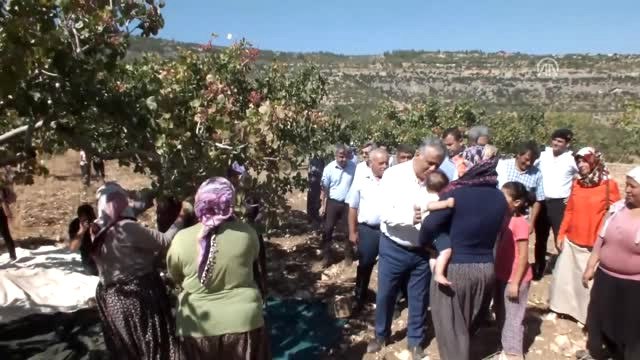 Mersin'de Antep Fıstığı Hasadı Başladı