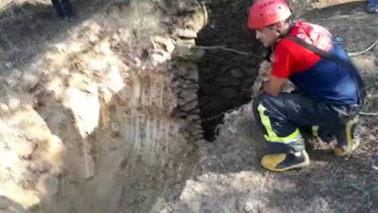 Kuyuya Düşen Hamile İneği İş Makinesi ile Kurtardılar