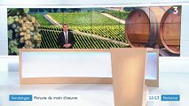 Vendanges : pénurie de main d'oeuvre pour les viticulteurs