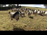 Un mouton coincé dans un pneu fait de la balançoire malgré lui