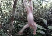 Rescued Infant Stump-Tailed Macaque Shows Off Acrobatic Skills as She Continues to Recover