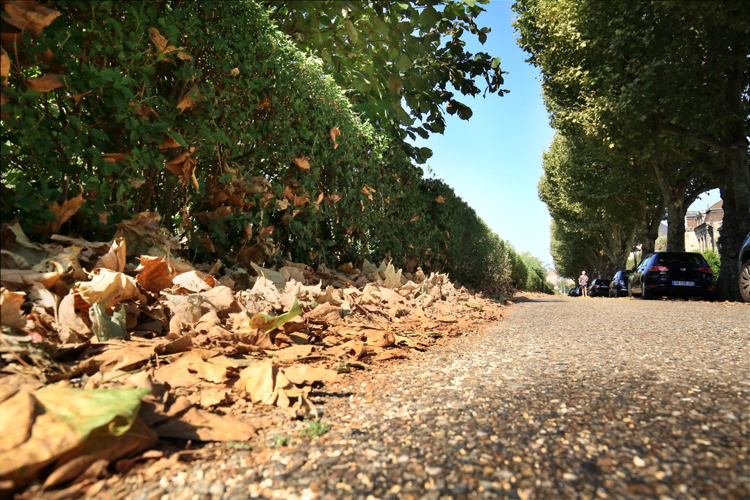 Pourquoi les arbres perdent leurs feuilles durant les fortes chaleurs ?