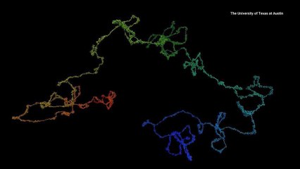 Watch the Mesmerizing Ballet of Our Chromosomes for the First Time